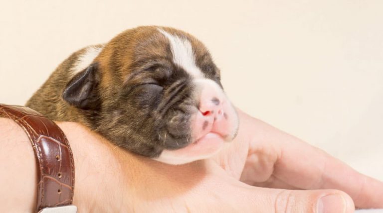 Top Tips for Grooming Your Pup!